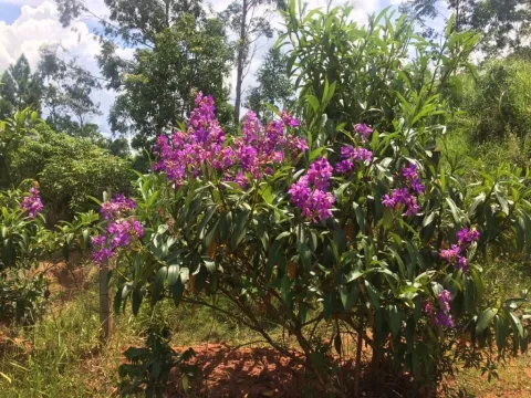Terreno - Monte Negro, Santa Isabel