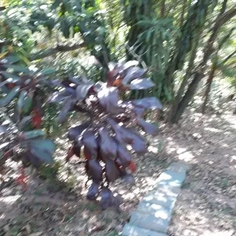 Chácara - Santo Antônio Rio Acima, LOUVEIRA