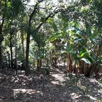 Chácara - Santo Antônio Rio Acima, LOUVEIRA