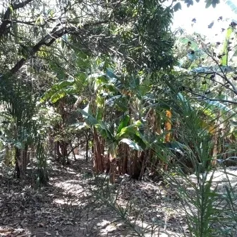 Chácara - Santo Antônio Rio Acima, LOUVEIRA