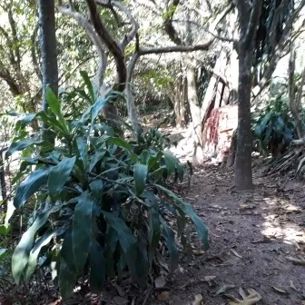 Chácara - Santo Antônio Rio Acima, LOUVEIRA