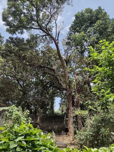 Sítio - Perus, São Paulo